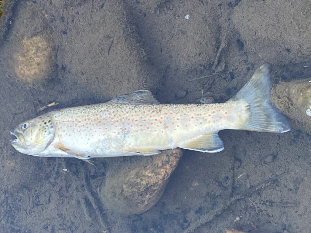 Vail Resorts, Colorado reach settlement over 2021 fish kill on Gore Creek - Vimarsana News